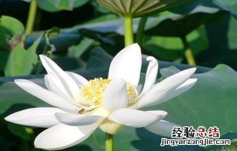 旱地怎么种植莲藕 旱地怎么种植莲藕种子