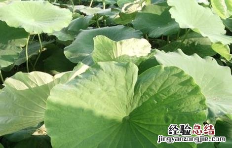 旱地怎么种植莲藕 旱地怎么种植莲藕种子