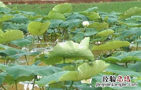旱地怎么种植莲藕 旱地怎么种植莲藕种子