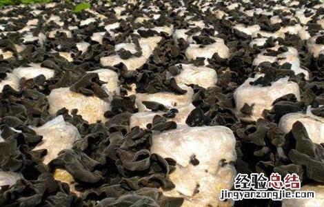木耳生长对环境条件的要求 木耳的生长环境简单易懂