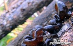 木耳生长对环境条件的要求 木耳的生长环境简单易懂