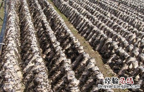 木耳生长对环境条件的要求 木耳的生长环境简单易懂