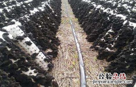 木耳生长对环境条件的要求 木耳的生长环境简单易懂