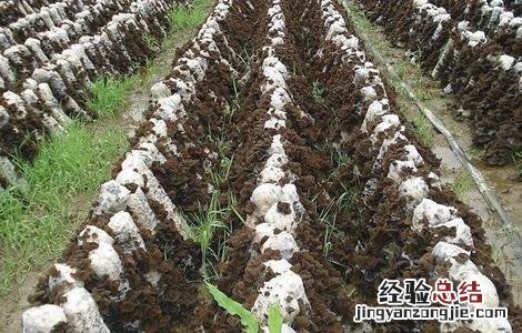 木耳生长对环境条件的要求 木耳的生长环境简单易懂