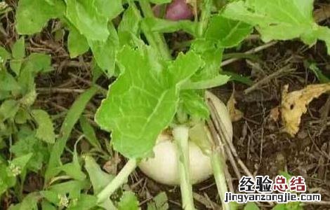 蔓菁怎么种 蔓菁怎么种植