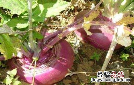 蔓菁怎么种 蔓菁怎么种植