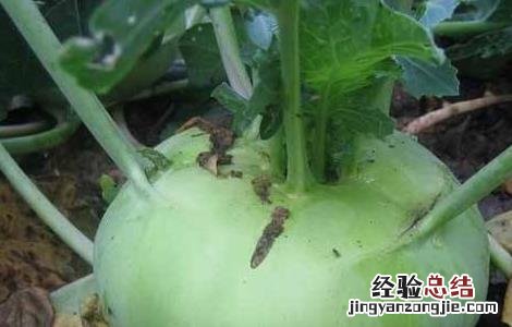 蔓菁怎么种 蔓菁怎么种植