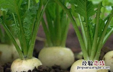 蔓菁怎么种 蔓菁怎么种植