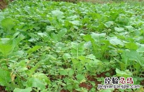 蔓菁怎么种 蔓菁怎么种植