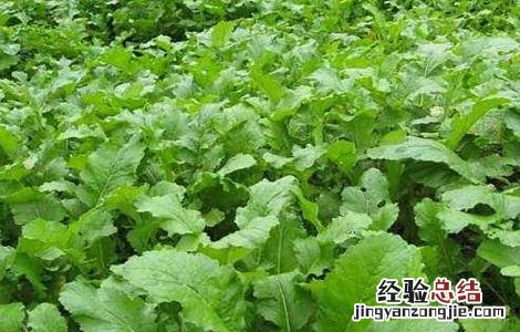 蔓菁怎么种 蔓菁怎么种植