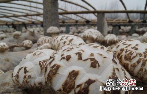 花菇种植技术 花菇种植技术资料