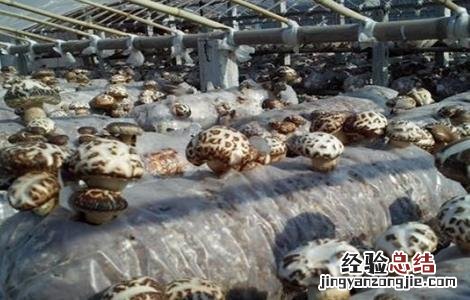 花菇种植技术 花菇种植技术资料