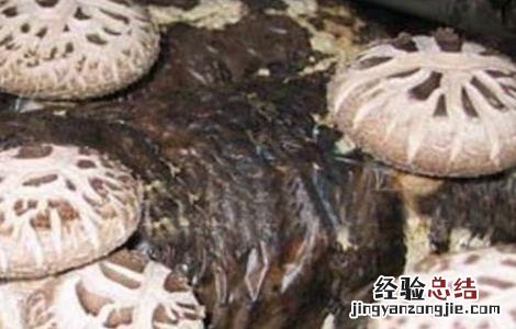 花菇种植技术 花菇种植技术资料