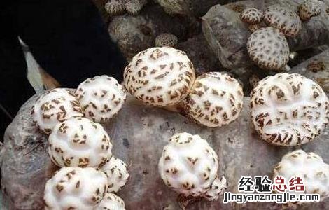 花菇种植技术 花菇种植技术资料