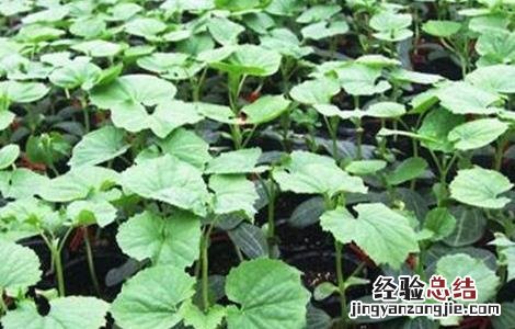 嫁接黄瓜苗技术视频教程 嫁接黄瓜苗技术
