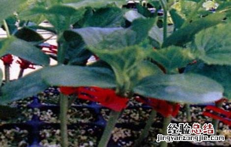 嫁接黄瓜苗技术视频教程 嫁接黄瓜苗技术