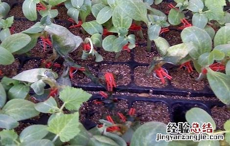 嫁接黄瓜苗技术视频教程 嫁接黄瓜苗技术