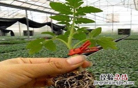 嫁接黄瓜苗技术视频教程 嫁接黄瓜苗技术