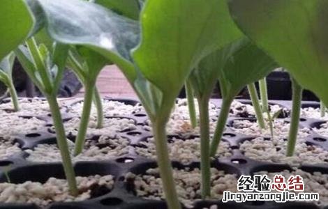 嫁接黄瓜苗技术视频教程 嫁接黄瓜苗技术