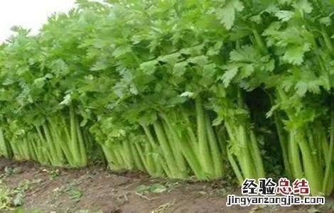 如何预防芹菜先期抽薹 如何预防芹菜先期抽薹的发生