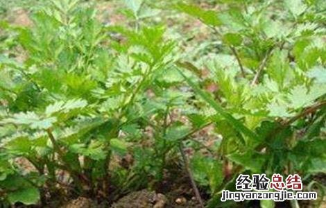 如何预防芹菜先期抽薹 如何预防芹菜先期抽薹的发生