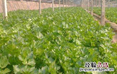 如何预防芹菜先期抽薹 如何预防芹菜先期抽薹的发生