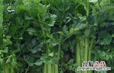 如何预防芹菜先期抽薹 如何预防芹菜先期抽薹的发生