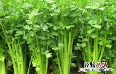 如何预防芹菜先期抽薹 如何预防芹菜先期抽薹的发生