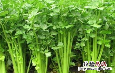如何预防芹菜先期抽薹 如何预防芹菜先期抽薹的发生