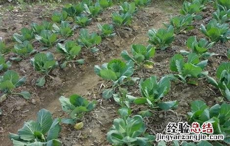 白菜移栽的方法和注意事项 白菜移栽技术要点