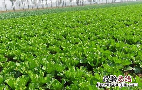 白菜移栽的方法和注意事项 白菜移栽技术要点