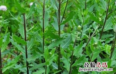 刺儿菜的种植注意事项 刺儿菜的种植注意事项和禁忌