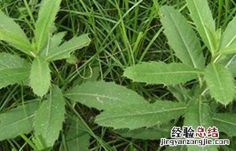刺儿菜的种植注意事项 刺儿菜的种植注意事项和禁忌