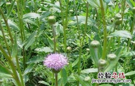 刺儿菜的种植注意事项 刺儿菜的种植注意事项和禁忌