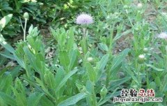 刺儿菜的种植注意事项 刺儿菜的种植注意事项和禁忌