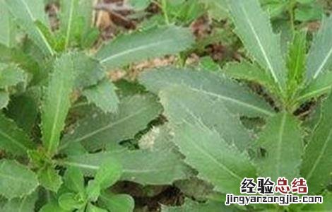 刺儿菜的种植注意事项 刺儿菜的种植注意事项和禁忌