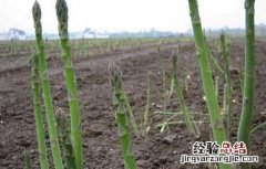 芦笋春季种植技巧与方法 芦笋春季种植技巧
