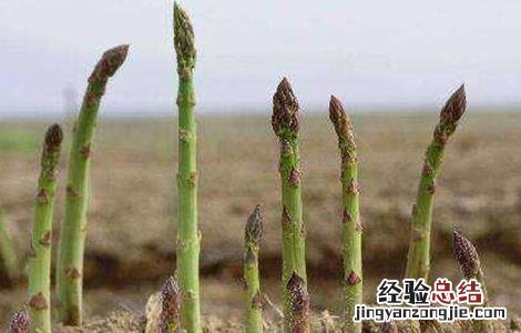 芦笋春季种植技巧与方法 芦笋春季种植技巧