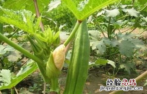 秋葵生长对环境条件的要求 秋葵的生长环境与气候