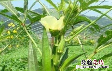 秋葵生长对环境条件的要求 秋葵的生长环境与气候