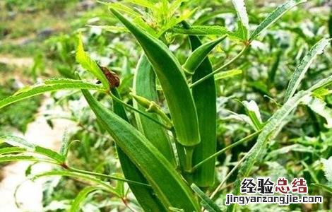 秋葵生长对环境条件的要求 秋葵的生长环境与气候