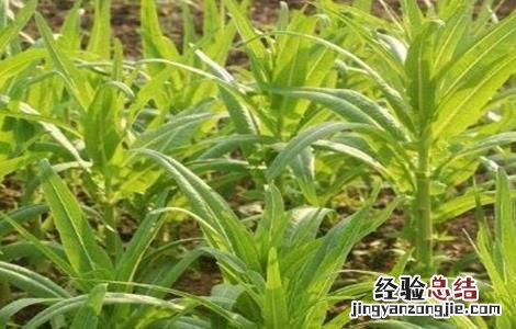 莴苣生长对环境条件的要求 莴苣适宜生长温度
