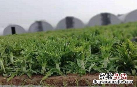 莴苣生长对环境条件的要求 莴苣适宜生长温度