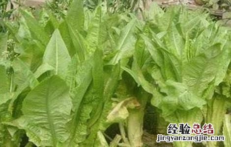 莴苣生长对环境条件的要求 莴苣适宜生长温度