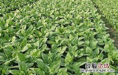 莴苣生长对环境条件的要求 莴苣适宜生长温度