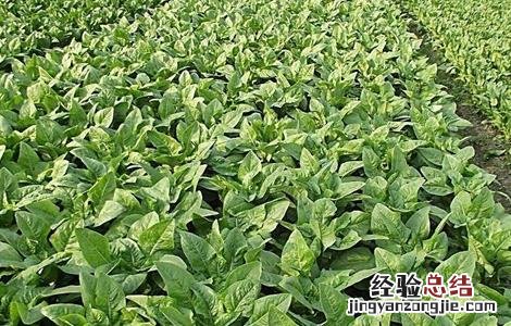 莴苣生长对环境条件的要求 莴苣适宜生长温度