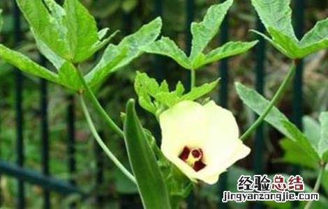 秋葵栽培技术要点 秋葵种植技术要点