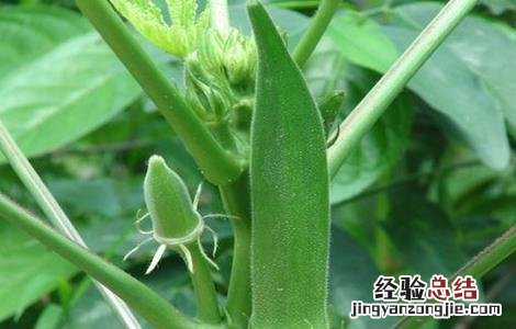 秋葵栽培技术要点 秋葵种植技术要点