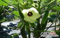 秋葵栽培技术要点 秋葵种植技术要点