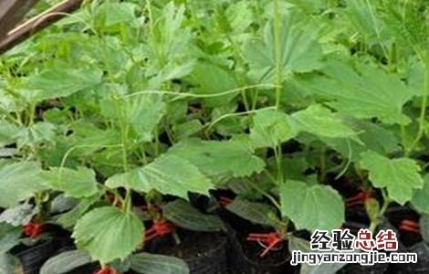 苦瓜怎么嫁接在南瓜苗上 苦瓜怎么嫁接